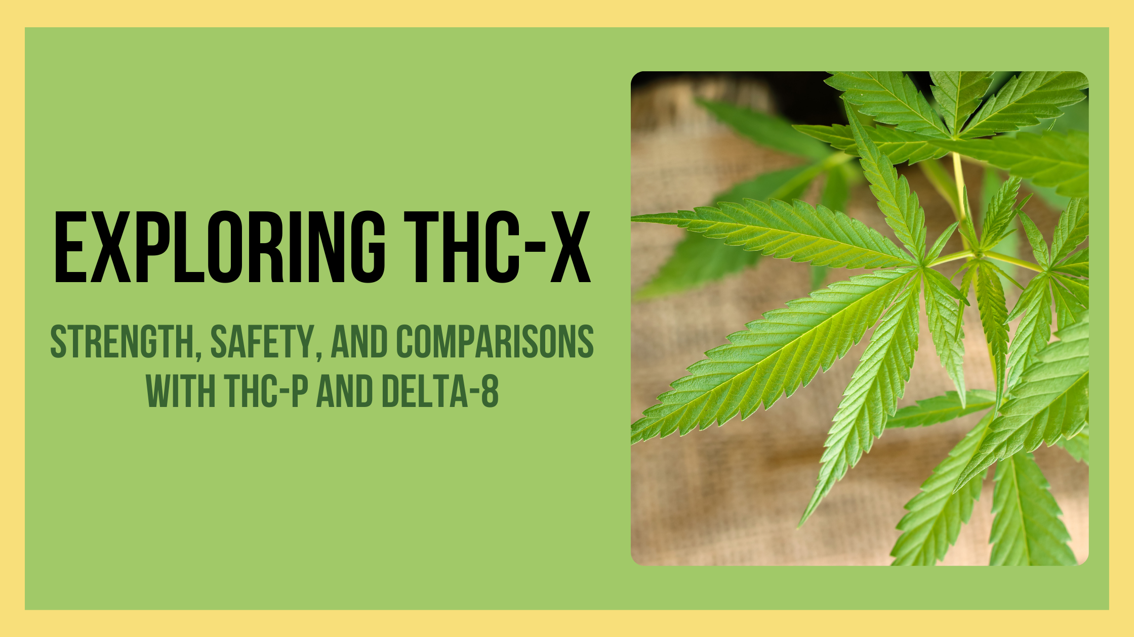 Learn About THC X