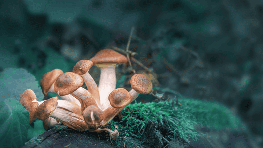 Mushroom Growing on Tree