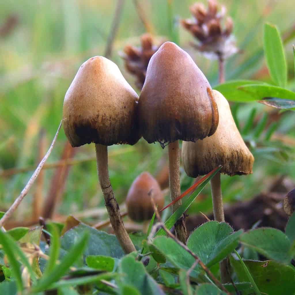 Psilocybe mushroom