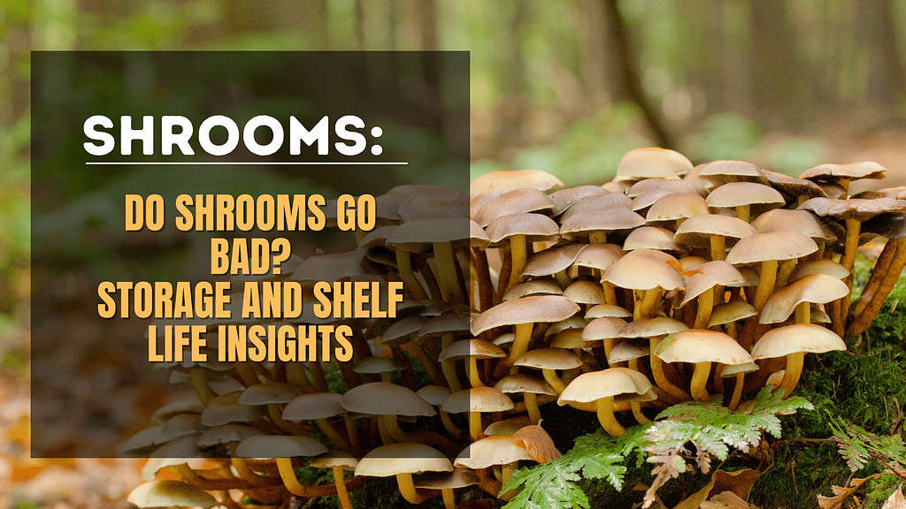 Does Shrooms Go Bad?
