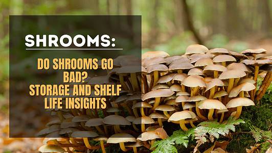 Do Shrooms Go Bad? Storage and Shelf Life Insights