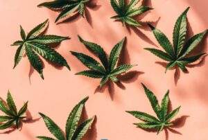 Eight Cannabis Leaves