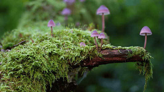 Shrooms Growing on moss
