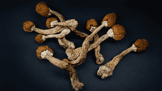 Dried Mushroom On Dark Surface