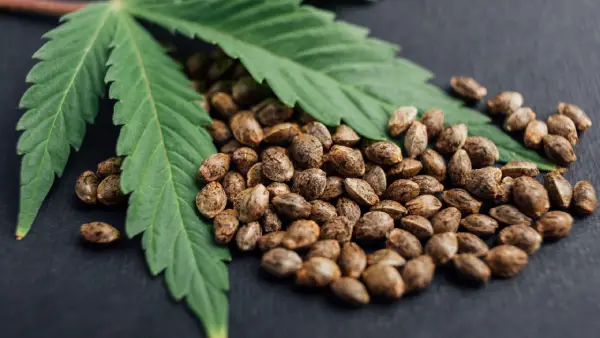 Cannabis leaf with seed