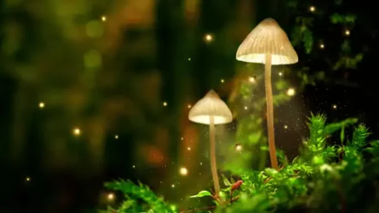 How Long Do Shrooms Stay in Your System?