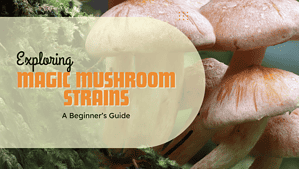 Exploring Magic Mushroom Strains