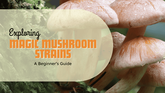  Exploring Magic Mushroom Strains: A Beginner’s Guide